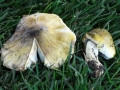 19 Tricholoma sejunctum